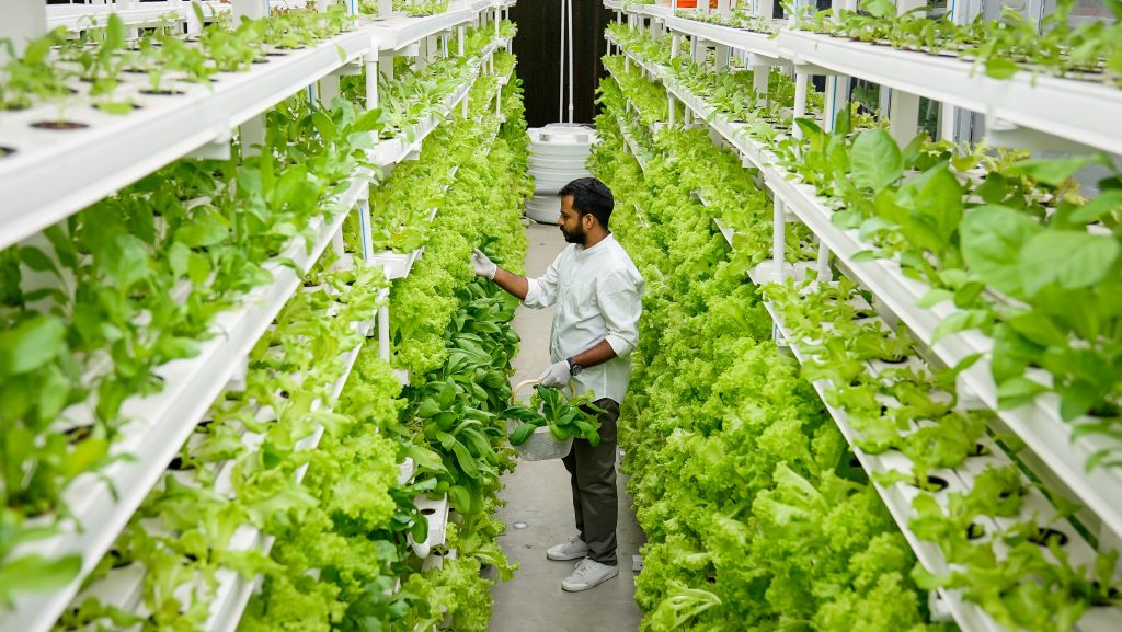 What is a Green Job?