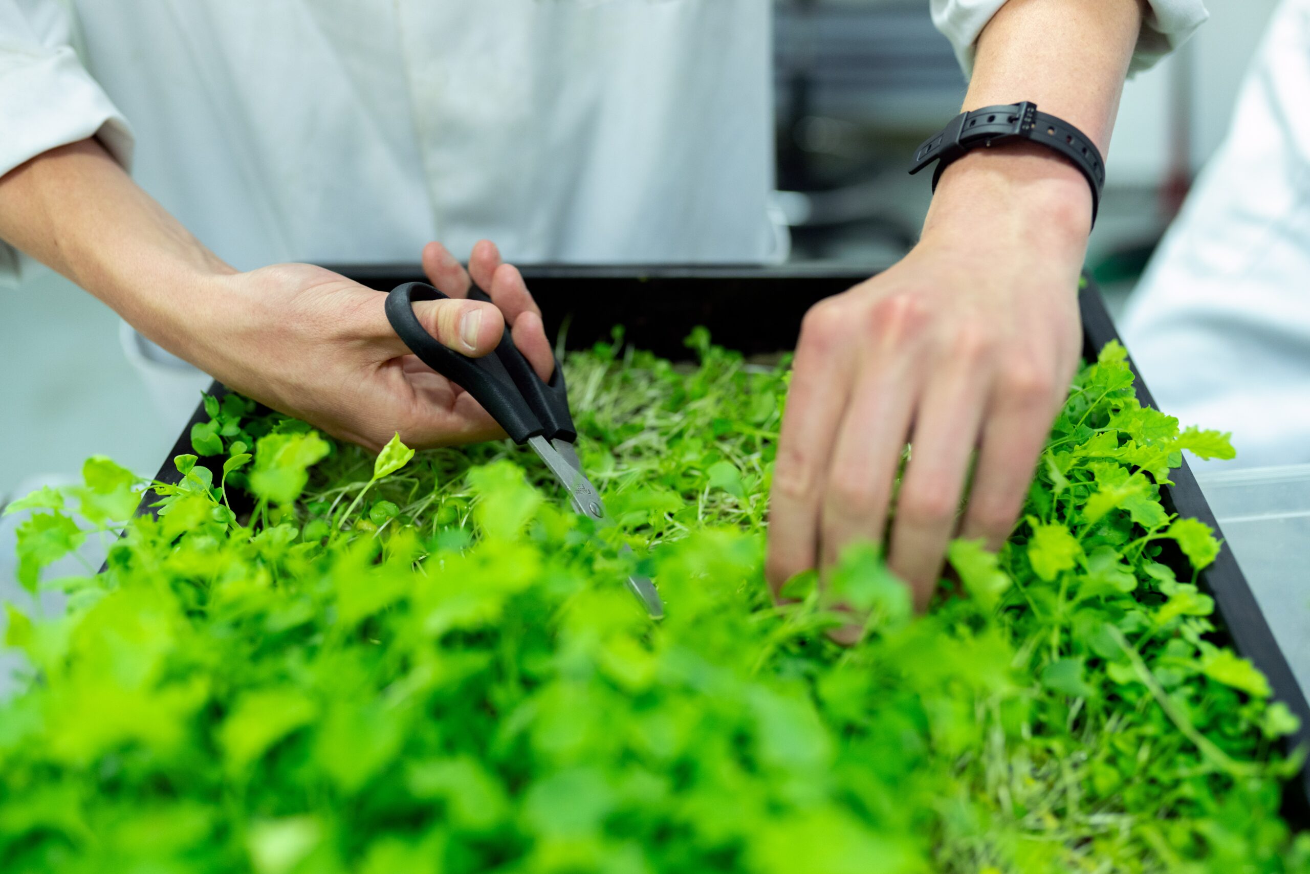 Non-GMO Project and Food Trends