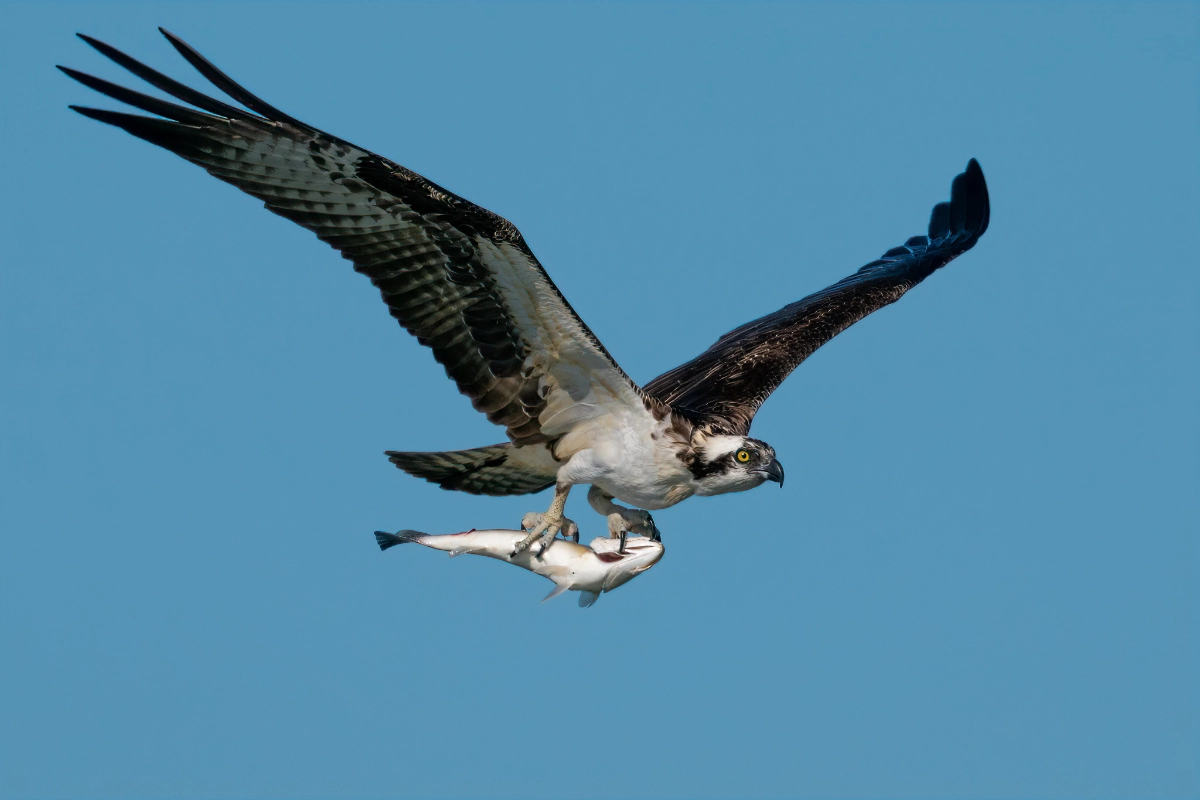 Vogelbescherming Nederland: Waarom je ze moet supporten