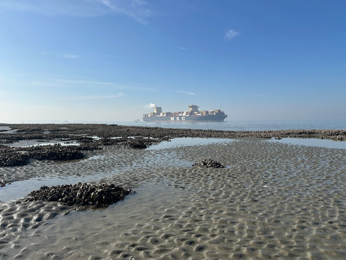 Duurzaam beleid en natuur: de Westerschelde op een kruispunt
