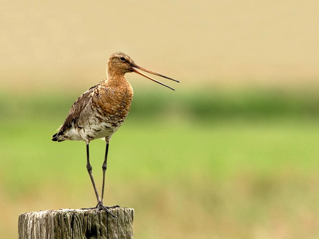 Nieuws van Vogelbescherming Nederland: Grutto onder druk